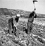 zappatura della terra